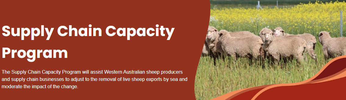 Sheep producers in Western Australia